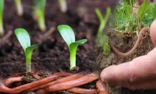ഒഴിവുസമയം ജൈവപച്ചക്കറി കൃഷി; പ്രവാസലോകത്തു നിന്നൊരു മാതൃക