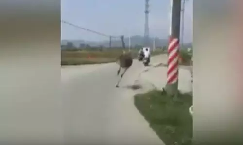 മരണപ്പാച്ചിലിനൊടുവില്‍ ഒട്ടകപക്ഷിക്ക് സംഭവിച്ചത്