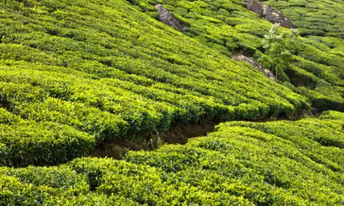 തോട്ടം മേഖലയിലെ പ്ലാന്റേഷൻ നികുതിയും കാർഷിക ആദായ നികുതിയും ഒഴിവാക്കി