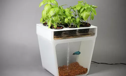 അക്വാപോണിക്‍സ് കൃഷി പ്രചരിപ്പിച്ച് മത്സ്യ കര്‍ഷക സംഘം