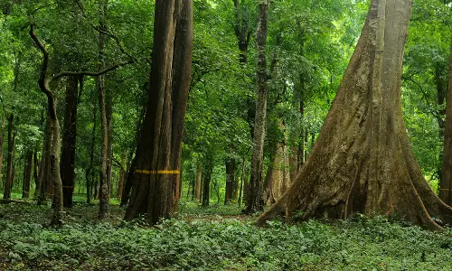 സംസ്ഥാനത്ത് 21,203 ഏക്കര് വനഭൂമി കയ്യേറ്റക്കാരുടെ കയ്യില് സംസ്ഥാനത്ത് 21,203 ഏക്കര് വനഭൂമി കയ്യേറ്റക്കാരുടെ കയ്യില്