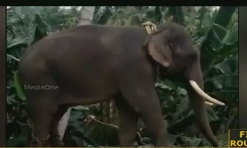 പാപ്പാനെ ആന ചവിട്ടിക്കൊന്നു