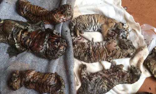 കടുവകളെ വളര്ത്തുന്ന ബുദ്ധക്ഷേത്രത്തിന്റെ ഫ്രീസറില് നിന്നും 40 കടുവ കുഞ്ഞുങ്ങളെ കണ്ടെത്തി കടുവകളെ വളര്ത്തുന്ന ബുദ്ധക്ഷേത്രത്തിന്റെ ഫ്രീസറില് നിന്നും 40 കടുവ കുഞ്ഞുങ്ങളെ കണ്ടെത്തി