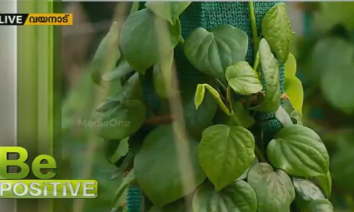 കുരുമുളക് കൃഷിയില്‍ വ്യത്യസ്തമായ പരീക്ഷണങ്ങളുമായി തോട്ടോളി അയൂബ്