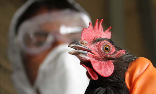 പക്ഷിപ്പനി പടരാന്‍ സാധ്യതയെന്ന് മുന്നറിയിപ്പ്