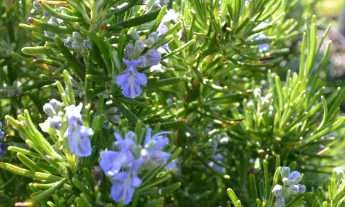 റോസ്മേരിയുടെ ഗന്ധം കുട്ടികളിലെ ഓര്മ്മശക്തി വര്ദ്ധിപ്പിക്കുമെന്ന് പഠനം റോസ്മേരിയുടെ ഗന്ധം കുട്ടികളിലെ ഓര്മ്മശക്തി വര്ദ്ധിപ്പിക്കുമെന്ന് പഠനം