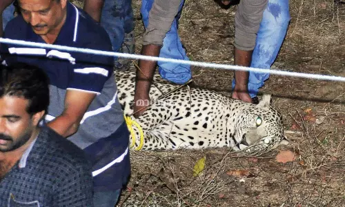 കണ്ണൂരില്‍ നിന്ന് പിടികൂടിയത് വളര്‍ത്തുപുലിയെയോ?