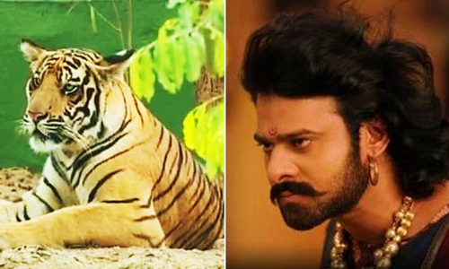 നന്ദന്‍കാനന്‍ കാഴ്ചബംഗ്ലാവിലെ ബാഹുബലി