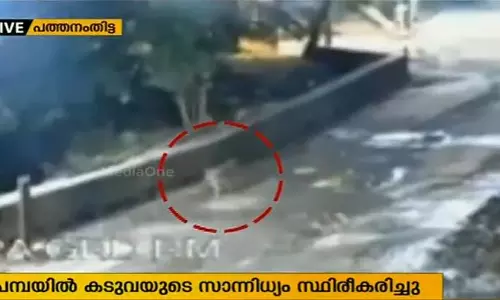 പമ്പയില് കടുവയുടെ സാന്നിധ്യം സ്ഥിരീകരിച്ചു പമ്പയില് കടുവയുടെ സാന്നിധ്യം സ്ഥിരീകരിച്ചു