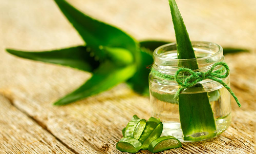 കറ്റാര്‍വാഴ എന്ന യുവത്വത്തിന്റെ ചെടി