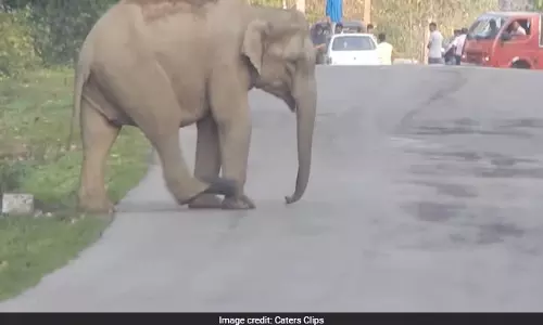 റോഡ് ബ്ലോക്കാക്കി കുട്ടിയാനയുടെ ഫുട്ബോള് കളി വൈറല് റോഡ് ബ്ലോക്കാക്കി കുട്ടിയാനയുടെ ഫുട്ബോള് കളി വൈറല്