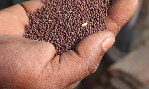 ജനിതക മാറ്റം വരുത്തിയ കടുക് വിഷമെന്ന് ജാഗരണ്‍ മഞ്ച്