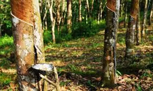 പത്തനംതിട്ടയിലെ തോട്ടം മേഖലയില് കാന്സര് രോഗികള് കൂടുന്നു പത്തനംതിട്ടയിലെ തോട്ടം മേഖലയില് കാന്സര് രോഗികള് കൂടുന്നു