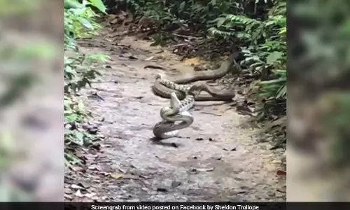 രാജവെമ്പാലയും പെരുമ്പാമ്പും തമ്മില് പൊരിഞ്ഞ അടി; വീഡിയോ വൈറല് രാജവെമ്പാലയും പെരുമ്പാമ്പും തമ്മില് പൊരിഞ്ഞ അടി; വീഡിയോ വൈറല്