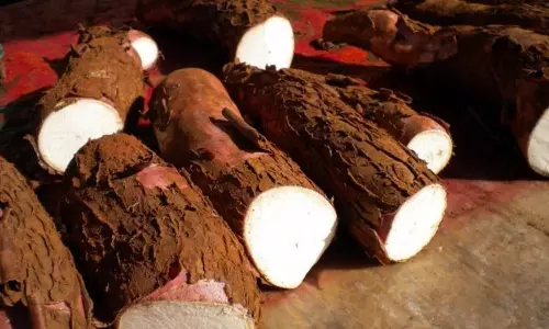 കപ്പയിലും മായം, തൂക്കം കൂട്ടാന് ഹോര്മോണ് പുരട്ടുന്നു കപ്പയിലും മായം, തൂക്കം കൂട്ടാന് ഹോര്മോണ് പുരട്ടുന്നു