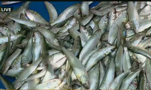 കൊല്ലം തീരങ്ങളില്‍ നിന്ന് മത്സ്യങ്ങള്‍ അകലുന്നതായി റിപ്പോര്‍ട്ട്