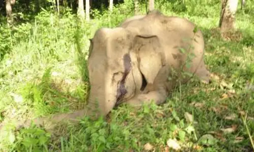 വയനാട്ടില് കാട്ടാനയെ കൊന്നതിനു പിന്നില് റിസോര്ട്ട്- ക്വാറി മാഫിയയെന്ന് ആരോപണം വയനാട്ടില് കാട്ടാനയെ കൊന്നതിനു പിന്നില് റിസോര്ട്ട്- ക്വാറി മാഫിയയെന്ന് ആരോപണം