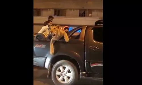 പിക് അപ് വാനിലെ സിംഹത്തിന്റെ യാത്ര