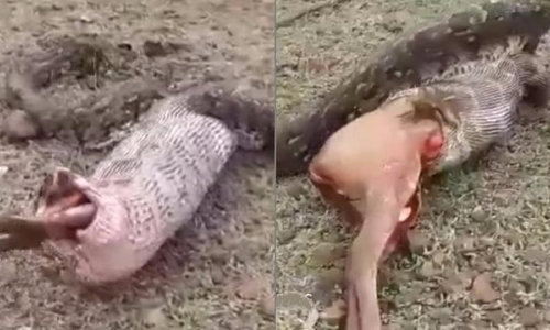 മാനിനെ വിഴുങ്ങിയ പെരുമ്പാമ്പിന് പണി കിട്ടി, ഒടുവില് വയറിലൊതുങ്ങാതെ ഛര്ദ്ദിച്ചു; വീഡിയോ കാണാം മാനിനെ വിഴുങ്ങിയ പെരുമ്പാമ്പിന് പണി കിട്ടി, ഒടുവില് വയറിലൊതുങ്ങാതെ ഛര്ദ്ദിച്ചു; വീഡിയോ കാണാം