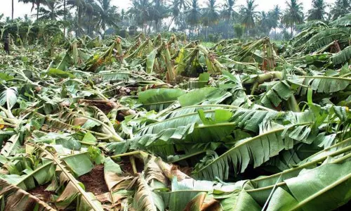 മഴയില്‍ മുങ്ങി വാഴകൃഷി; വെട്ടിയിട്ട കുലകള്‍ എന്തുചെയ്യുമെന്നറിയാതെ കര്‍ഷകര്‍ 