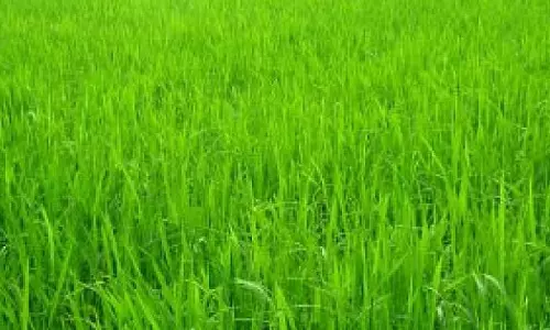 സ്വകാര്യ മെഡിക്കല്‍ കോളജിന് നിലംനികത്താന്‍ അനുമതി; ഉത്തരവ് റദ്ദാക്കിയേക്കും