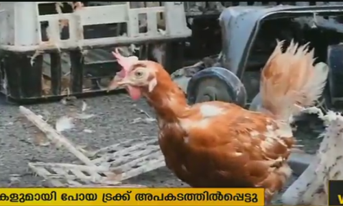 ട്രക്ക് മറിഞ്ഞു, ആയിരക്കണക്കിന് കോഴികള്‍ റോഡിലിറങ്ങി