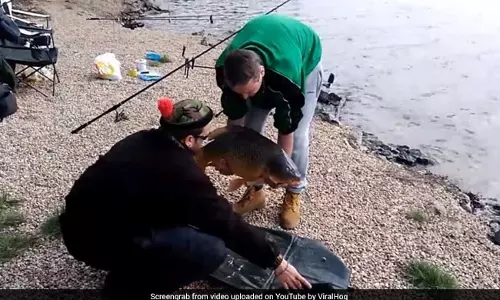 കഷ്ടപ്പെട്ട് പിടിച്ച മീനാ..പക്ഷേ കഴിക്കാന്‍ യോഗമില്ലാതായിപ്പോയി