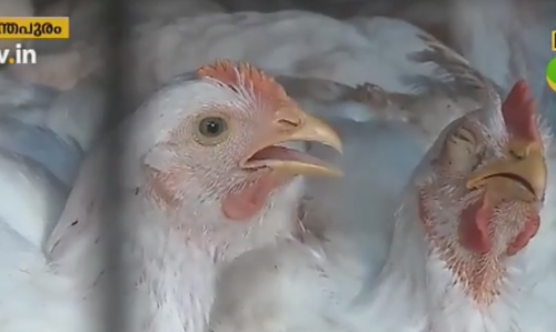 കോഴി വില കുറഞ്ഞില്ല, ലൈവ് ചിക്കന് വില 115 മുതല്‍ 130 വരെ