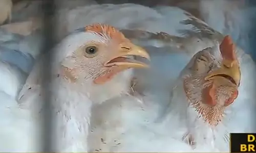 ഇറച്ചിക്കോഴി വിപണിയില്‍ ശക്തമായി ഇടപെടാന്‍ സര്‍ക്കാര്‍