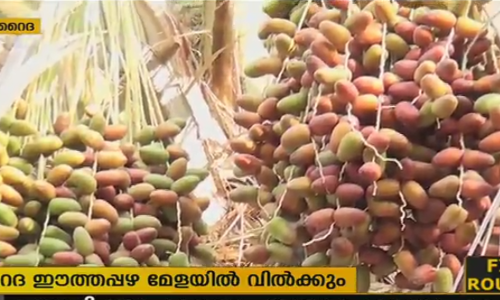 സൌദിയില്‍ ഇനി ഈത്തപ്പഴത്തിന്റെ വിളവെടുപ്പ് കാലം