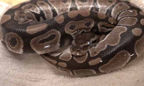 ഹൈദരാബാദില് ക്ലാസ് റൂമില് പെരുമ്പാമ്പിനെ കണ്ടെത്തി ഹൈദരാബാദില് ക്ലാസ് റൂമില് പെരുമ്പാമ്പിനെ കണ്ടെത്തി