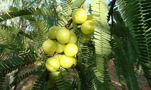 ഹൃദയാരോഗ്യത്തിനും മാനസികാരോഗ്യത്തിനും നെല്ലിക്ക കഴിക്കൂ
