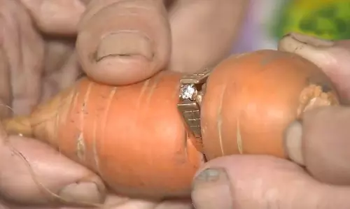 13 വര്‍ഷം മുന്‍പ് നഷ്ടപ്പെട്ട വിവാഹ മോതിരം ഒടുവില്‍ ക്യാരറ്റില്‍ കണ്ടെത്തി