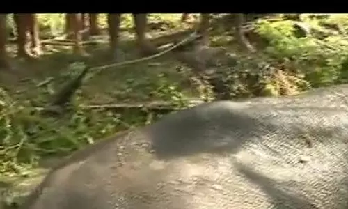 ചെളിയിൽ താഴ്ന്ന ആനയെ രക്ഷിച്ചു ചെളിയിൽ താഴ്ന്ന ആനയെ രക്ഷിച്ചു