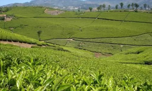 ഹാരിസണ്‍ മലയാളം തൊഴിലാളി സമരം പിന്‍വലിച്ചു