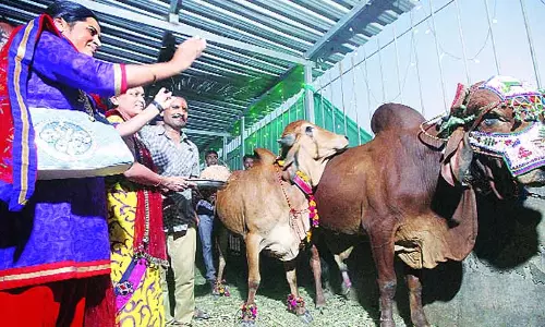 ഗോമാതാ സംരക്ഷണത്തിന് 18 ലക്ഷം രൂപയുടെ കന്നുകാലി കല്യാണം