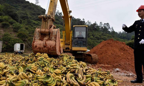 ഫിലിപ്പൈന്‍സില്‍ നിന്ന് ഇറക്കുമതി ചെയ്ത  നിലവാരം കുറഞ്ഞ 34.78 ടണ്‍ വാഴപഴം ചൈന നശിപ്പിച്ചു
