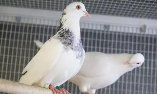 പ്രാവ് വളര്‍ത്തല്‍; കുറഞ്ഞ മുതല്‍മുടക്കില്‍ കൂടുതല്‍ വരുമാനം