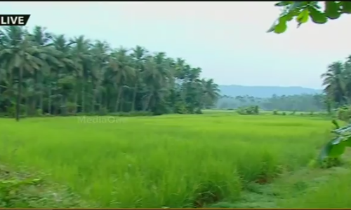 ഗെയില്‍ പദ്ധതി; വയലും തണ്ണീര്‍ത്തടങ്ങളും നികത്താന്‍ നീക്കം