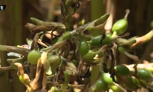 ഏലം കര്‍ഷകര്‍ പ്രതിസന്ധിയില്‍