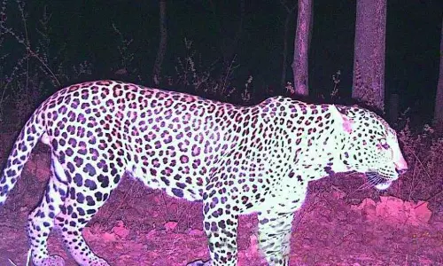 അര മണിക്കൂര്‍ പുലിയുമായി ജീവന്‍മരണ പോരാട്ടം; ഒടുവില്‍ കുഞ്ഞിന്റെ ജീവന്‍ രക്ഷിച്ച് അമ്മ