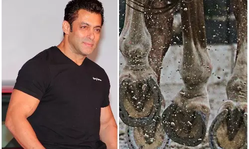 കുതിരയ്ക്ക് 2 കോടി വിലയിട്ട് സല്‍മാന്‍; ഓഫര്‍ കുതിരയുടെ ഉടമ നിരസിച്ചു