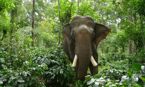 തൃക്കണ്ണാപുരത്ത് ഇടഞ്ഞ ആന പാപ്പാനെ ചവിട്ടിക്കൊലപ്പെടുത്തി