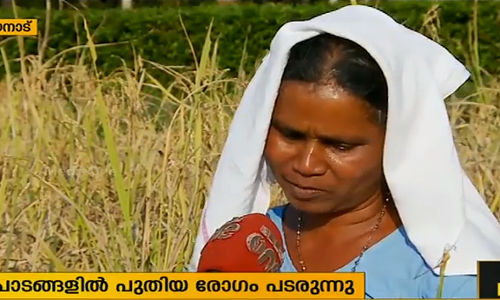 വരള്‍ച്ചക്കും വന്യമൃഗശല്യത്തിനും പുറമെ രോഗങ്ങളും വയനാട്ടിലെ നെല്‍കര്‍ഷകര്‍ക്ക് ദുരിതമാകുന്നു