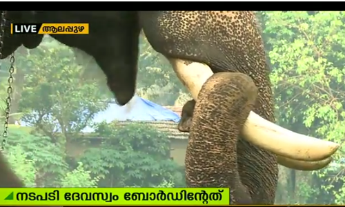 ചതുപ്പില്‍ നിന്ന് രക്ഷപ്പെടുത്തിയ മുല്ലക്കല്‍ ബാലകൃഷ്ണന് ദേവസ്വം ബോര്‍ഡിന്റെ വക പുതിയ പീഡനം