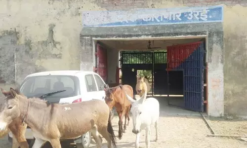 യുപിയില്‍ എട്ട് കഴുതകളെ നാല് ദിവസം ജയിലിലടച്ചു; കാരണം...