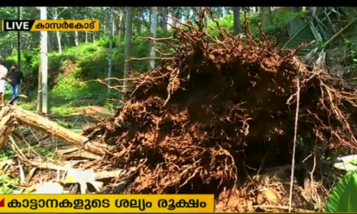 കാസര്‍കോട് ജില്ലയുടെ മലയോര ഗ്രാമങ്ങളില്‍ കാട്ടാനകളുടെ ശല്യം രൂക്ഷം
