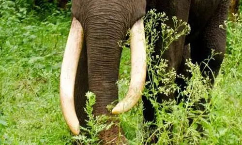 കോട്ടയത്ത് ഇടഞ്ഞ ആന രണ്ടു പേരെ കുത്തിക്കൊന്നു