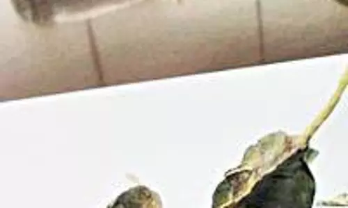 കുവൈത്ത് മണ്ണില്‍ തണല്‍ വിരിക്കാന്‍ നീര്‍ മരുത് മരങ്ങള്‍