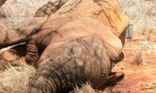 സ്കൂള്‍ പ്രവേശനത്തിന് പ്രതിരോധ കുത്തിവപ്പ് നിര്‍ബന്ധമാക്കി